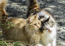 adorable and cute Cats