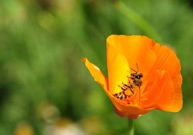 bee pollinating an orange poppy