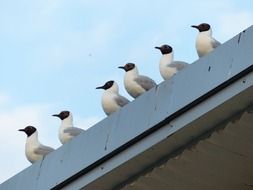 Black headed Gulls Birds