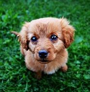 cute puppy with amazing eyes