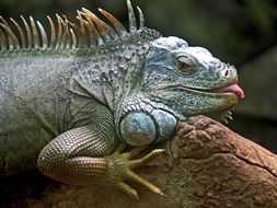 Iguana Lizard close-up on blurred background