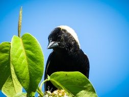 bobolink, Dolichonyx oryzivorus, small New World blackbird on branch at sky