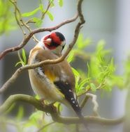 bullfinch on branches with green leaves