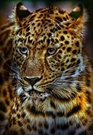portrait of a dangerous beast