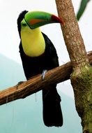 Tropical Toucan Bird