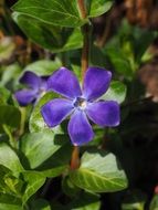violet periwinkle flower