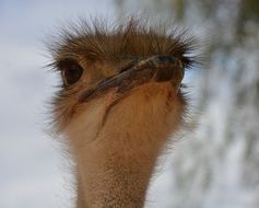 Natural Ostrich in South Africa
