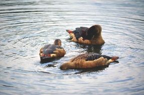 three ducks on the pond