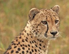 incredibly beautiful Cheetah