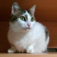 white kitten sitting on the surface