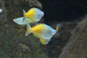Tropical Fish