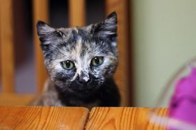 Cute beautiful domestic cat