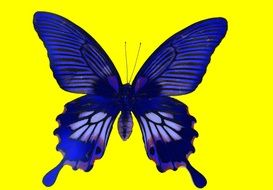 painted blue butterfly on a yellow background