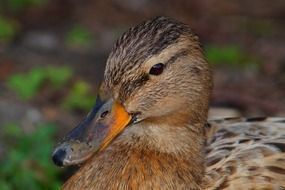 portrait of elegant head of a wild duck
