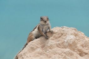Ground squirrel on rock