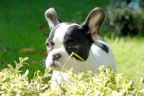 french bulldog puppy behind a green bush in a meadow