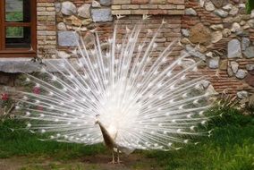 incredibly beautiful Peacock Bird