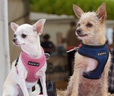 two dogs in vests