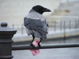 pigeon on the streets of berlin