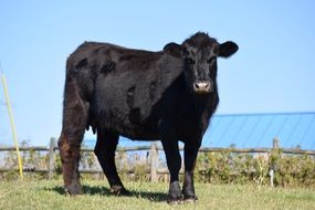 Black cattle on fenced pasture at farm