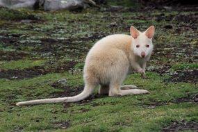 Kangaroo White Animal