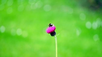 picture of the bee is on a pink flower