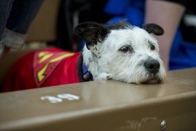 Cute colorful dog in superman clothes relaxing