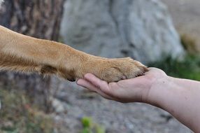dog paw on man's hand