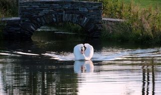 white swan on the evening lake