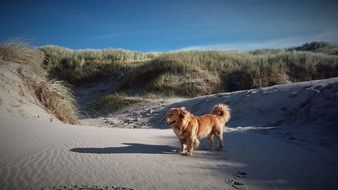 golden retriever in the sand dunes