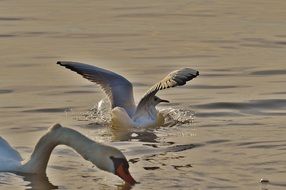 seagull and swan on the Lake Constance