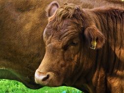 Beefs on the meadow