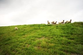 cute sheep graze on the hill