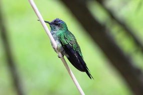 hummingbird on a thin stalk of a plant