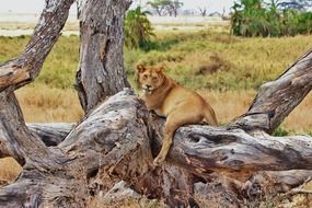 Lion Tanzania