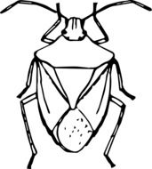 painted white beetle on a white background