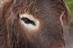 brown donkey head close up