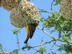 weaver bird sticking out of the nest