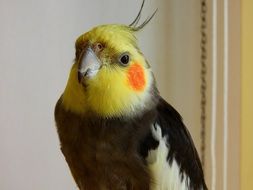 multi-colored parrot on the window