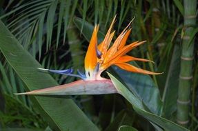 yellow colorful exotic Caudata Flower Blossom