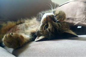 charming lazy Domestic Cat