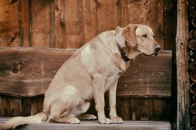 Beautiful and colorful Labrador near the wood