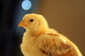 yellow chicken close up