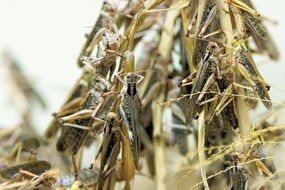 many insects close-up on blurred background