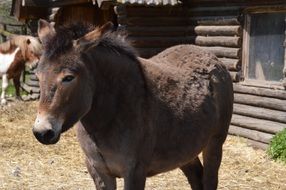 Cute brown pony