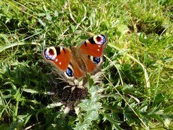 the Peacock butterfly, is a colourful butterfly, found in Europe