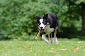charming Border Collie Dog