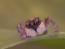 spider on a leaf in detail