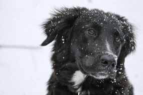 border collie outdoors in winter