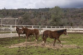 brown horse in the corral at the ranch
